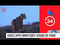 Video capta impactante ataque de puma a un guanaco en Torres del Paine | 24 Horas TVN Chile