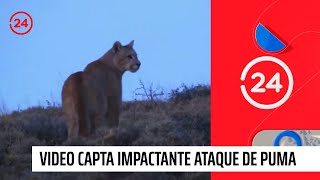 Video capta impactante ataque de puma a un guanaco en Torres del Paine | 24 Horas TVN Chile