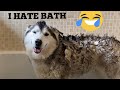 Stubborn Husky Does Everything She Can To Avoid Bath Time! [TRY NOT TO LAUGH!!!]