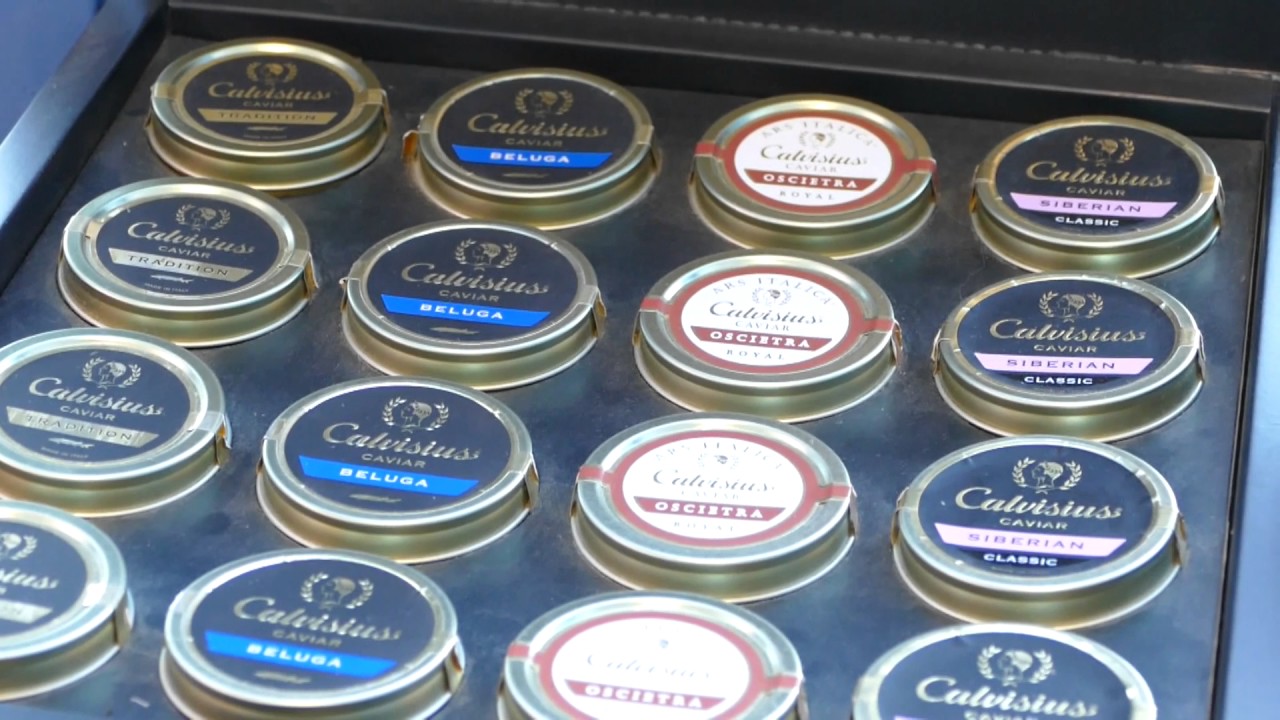 Calvisius Beluga