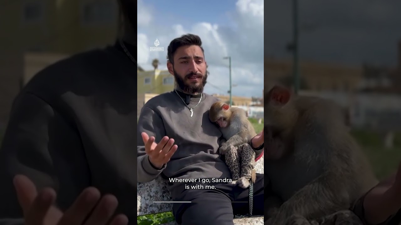مقيم لبناني يبقى في مكانه مع قرده الأليف رغم أوامر الإخلاء