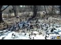 Feeding Frenzy - Birds on New Jersey Wildlife Cam