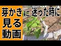 いちじくVlog #21 芽かき補足 SEASON3