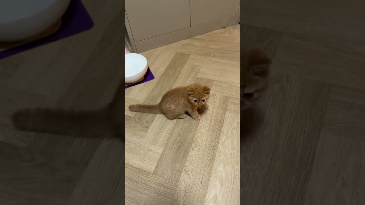 หนูหิว #cat #แมว #cute #cutecat #kitten #pets #funnycats #animals #funny #love