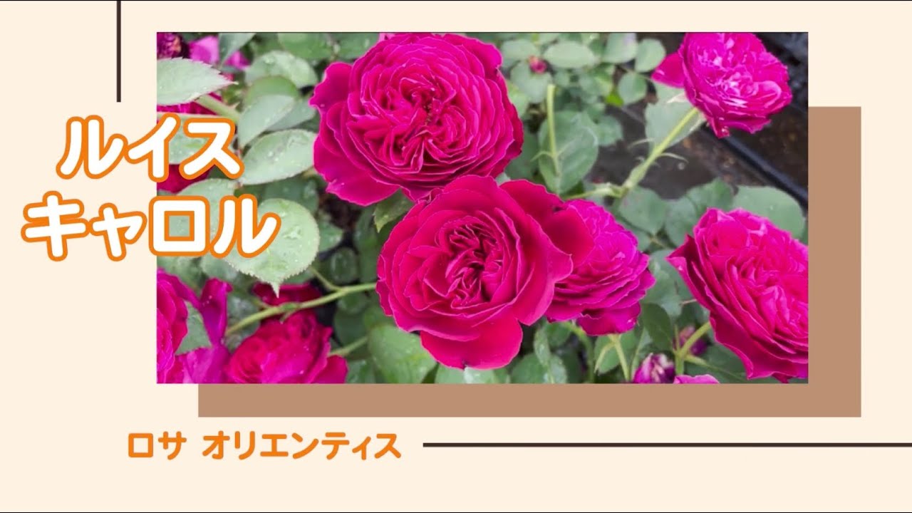 ルイスキャロル お姫様のような薔薇柄ワンピース ピュアなピンク色