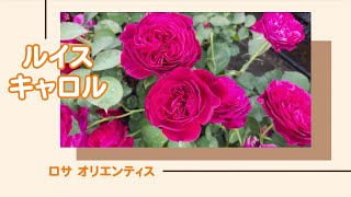 ルイス・キャロル　薔薇が素敵なスカートセットアップ