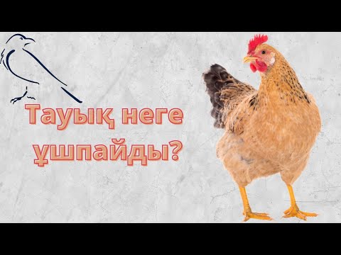 Бейне: Тауықтар құс болған соң неге ұшпайды?