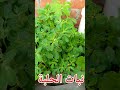نبات الحلبة