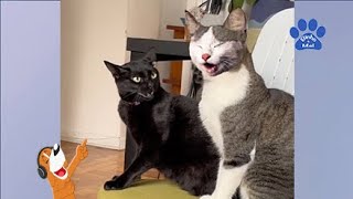 Animais engraçados - Cães e gatos engraçados - Binho e Mel #76 by Binho & Mel - Lfsa 375,130 views 9 months ago 8 minutes, 45 seconds