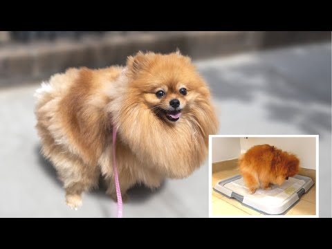 Video: Come prevenire la perdita di capelli da un collare per cani