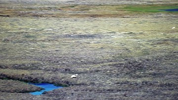 Shield TV + Netflix Stutter