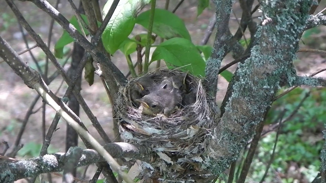 rescue dogs rock nyc 2 day old American Redstart Warblers