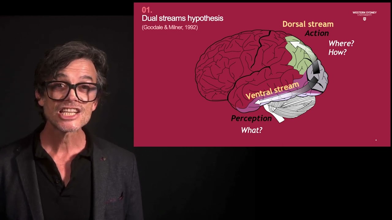 Week 4 - Pod 1 - Vision: the dual streams hyopothesis