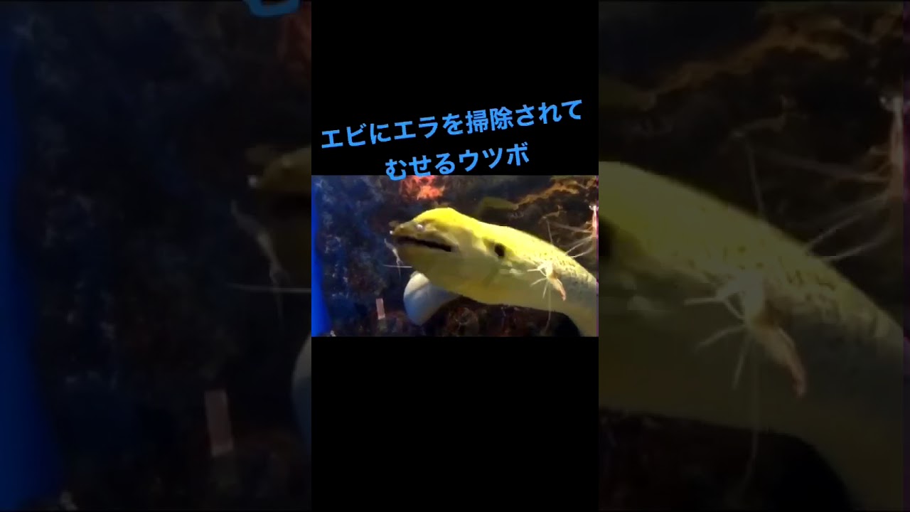 エビにエラを掃除されてむせるウツボ ウツボ第二弾 Youtube