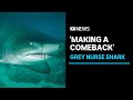 Grey nurse sharks 'thriving' at popular dive site | ABC News