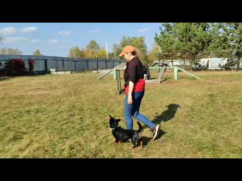 Не для участия, Maxima Start online - 2 этап, Ямщикова В.А и ланкаширский хилер Арья