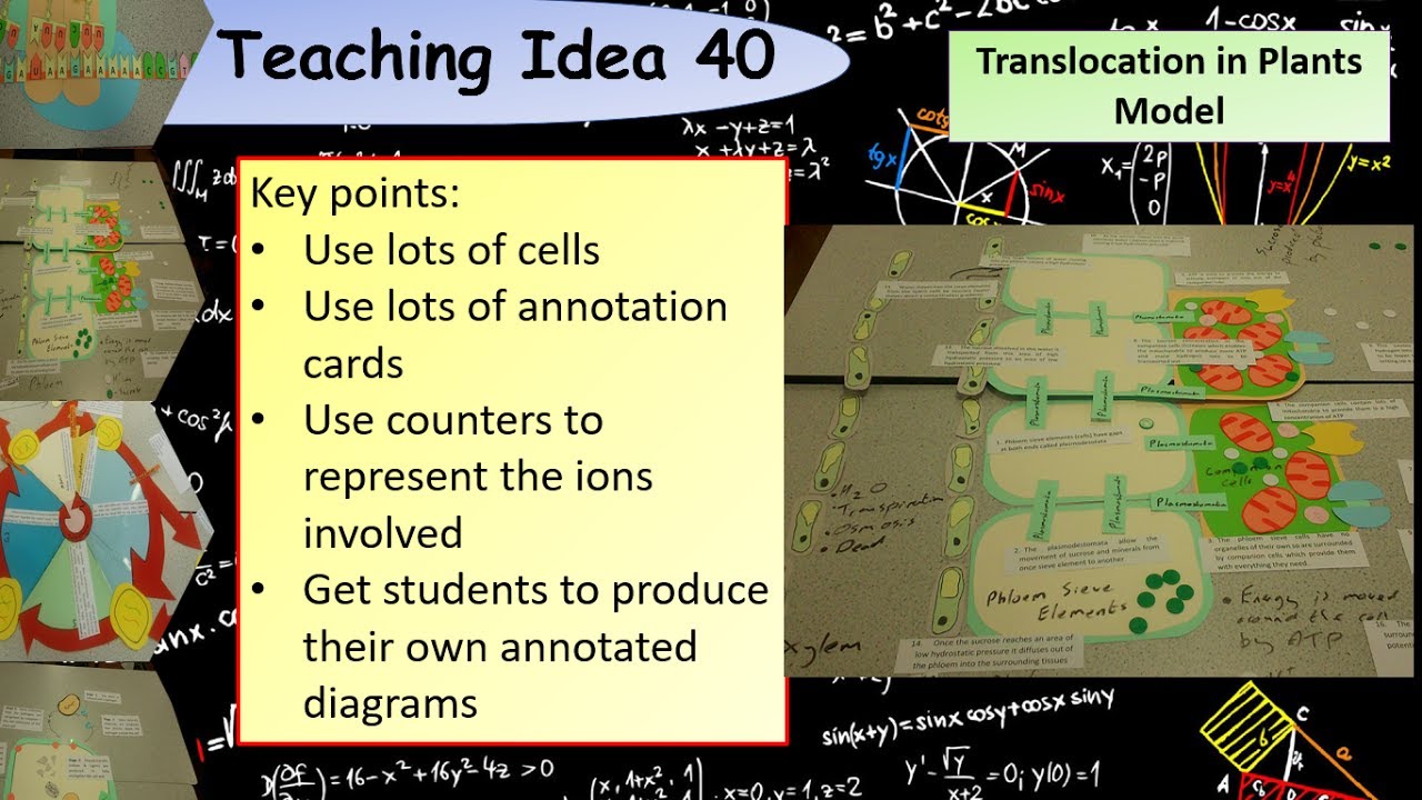A Level Biology Modelling translocation teaching activity YouTube