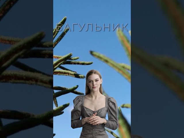 БАГУЛЬНИК / Польза и Вред