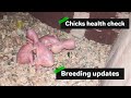 Chicks health check | breeding updates | foster parents