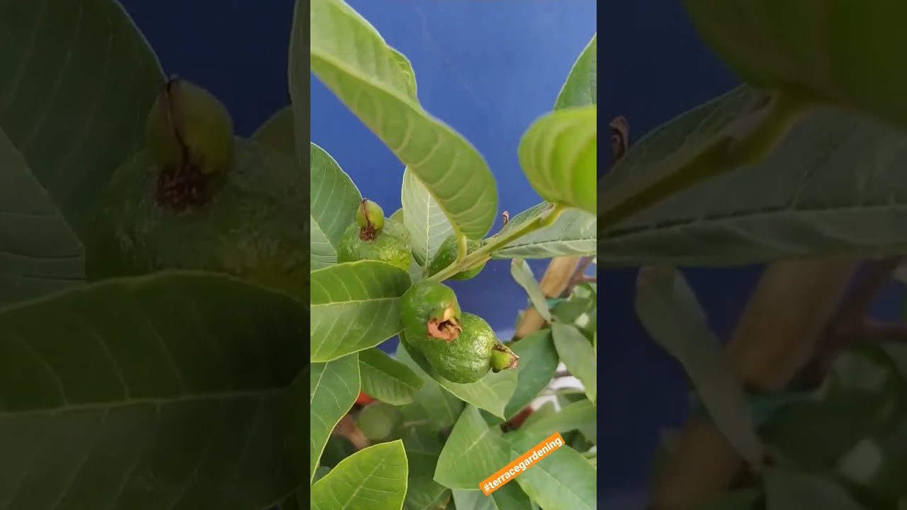 Growing Guava in container.