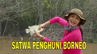 [FULL] SATWA PENGHUNI BORNEO | JEJAK PETUALANG (29/11/23)