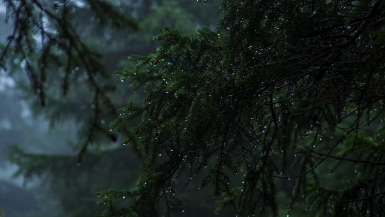 Heavy Rain and Thunder - Forest Cottage at Night , relaxing sleep