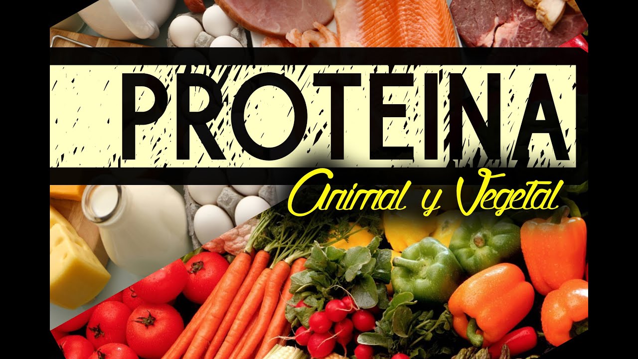 PROTEÍNA | Definición, Función y Tipos - YouTube