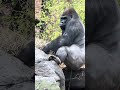 The Silverback returns with straw for his &quot;Easy Chair.&quot;