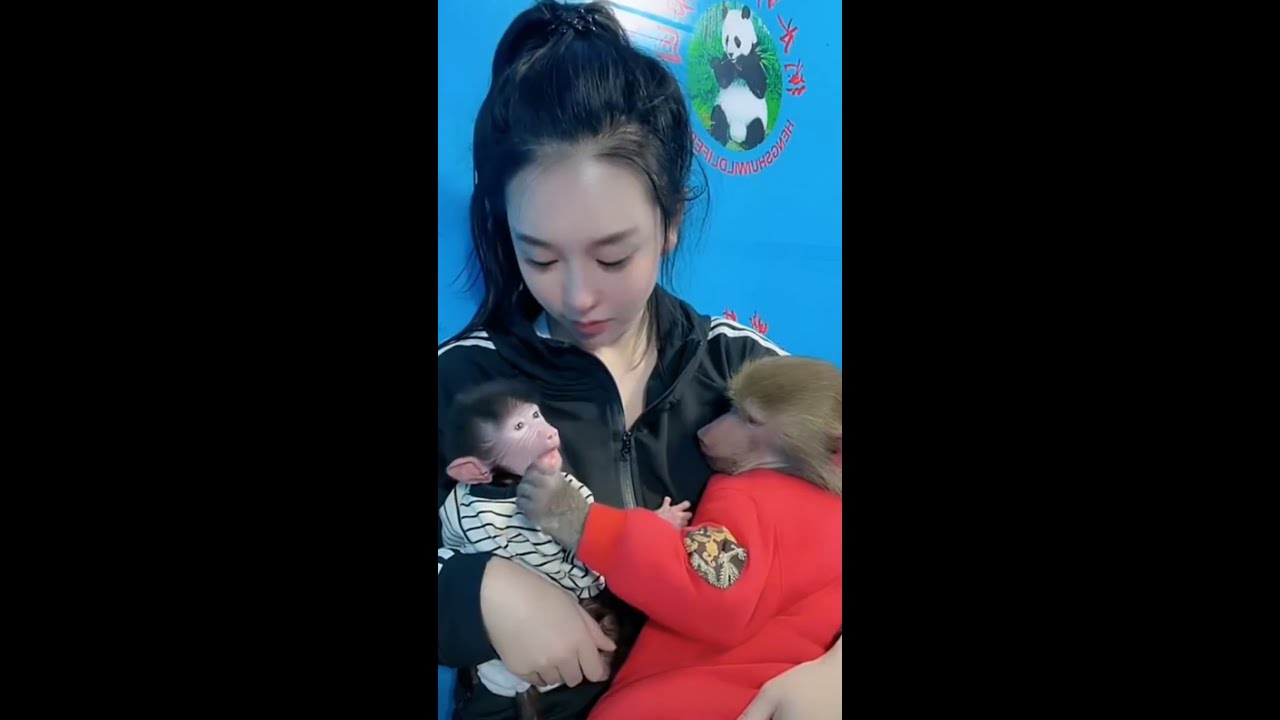Babo and his friends 🐵 #FunnyVideo Their eyes are full of love for ...