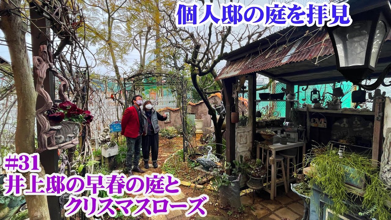 【お庭訪問 】第31回 渋すぎる井上邸の庭！早春の宿根草花壇と日陰のクリスマスローズたち【個人邸の庭】