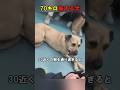 たった1匹で旅をする犬