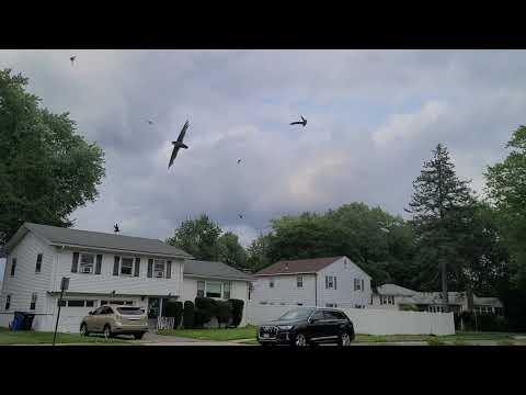 Chimney Swifts flying dangerously low