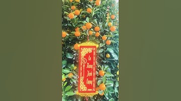 #Shorts Con bướm Xuân - Nhạc Tết - Cây quất cảnh @MusicStoreVN