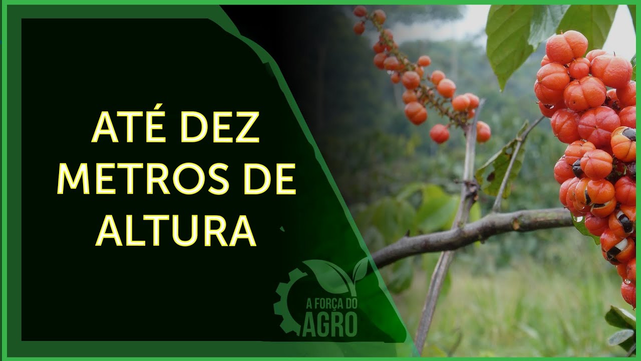 Na floresta, o pé de guaraná cresce em forma de trepadeira enrolado nas árvores