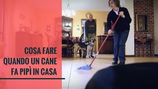 Cosa fare quando un cane fa pipì in casa