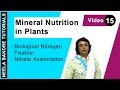 Mineral Nutrition in Plants - Biological Nitrogen Fixation - Nitrate Assimilation