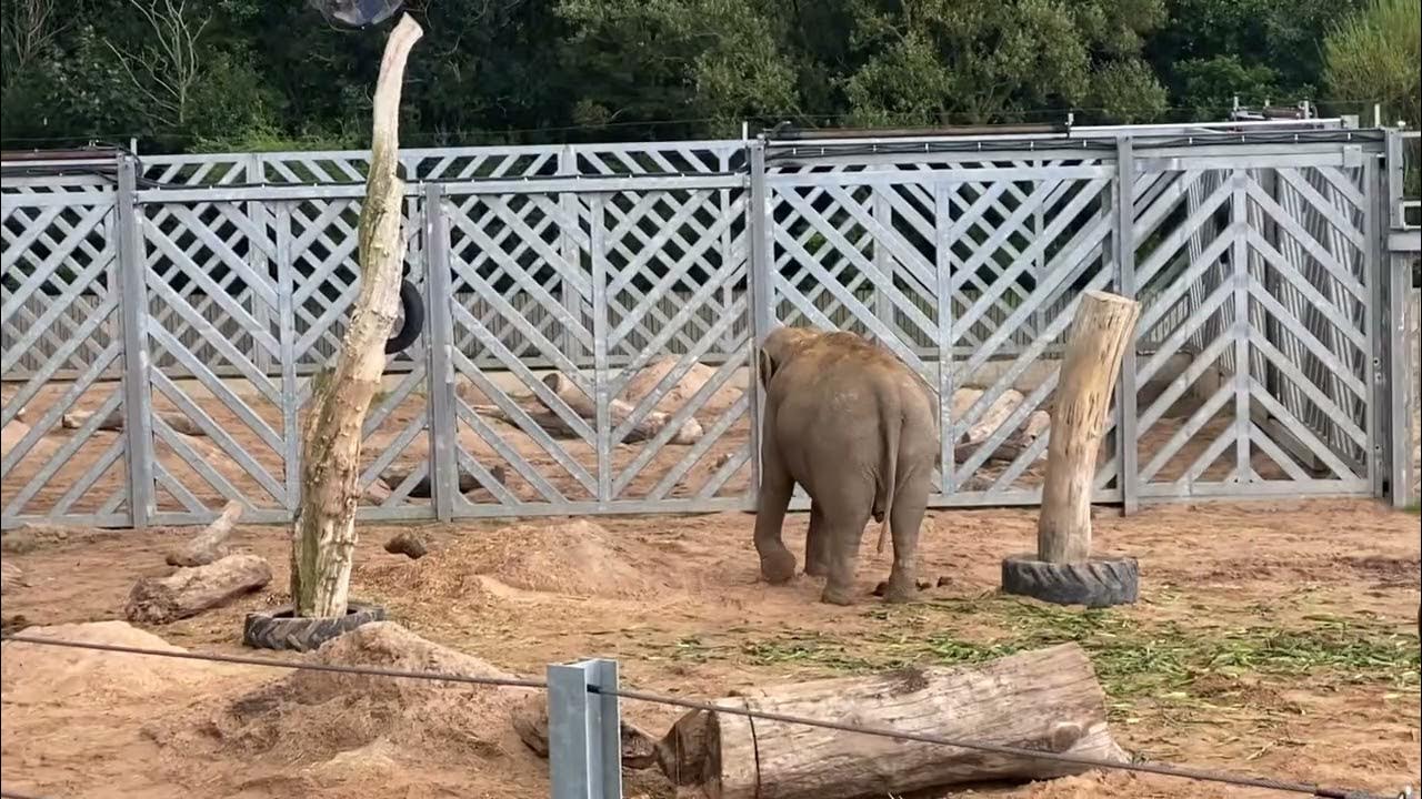 Blackpool zoo elephants YouTube