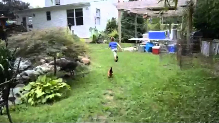 My nephew getting chased by our mini rooster