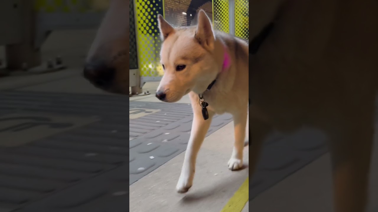 Drama For The Ice Queen ❄️🐺🩵 