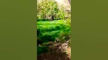 350* ماتيسر من سورة الزخرف#أحمد المرشود#