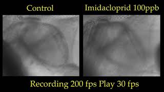 Imidacloprid on Daphnia magna heartbeat