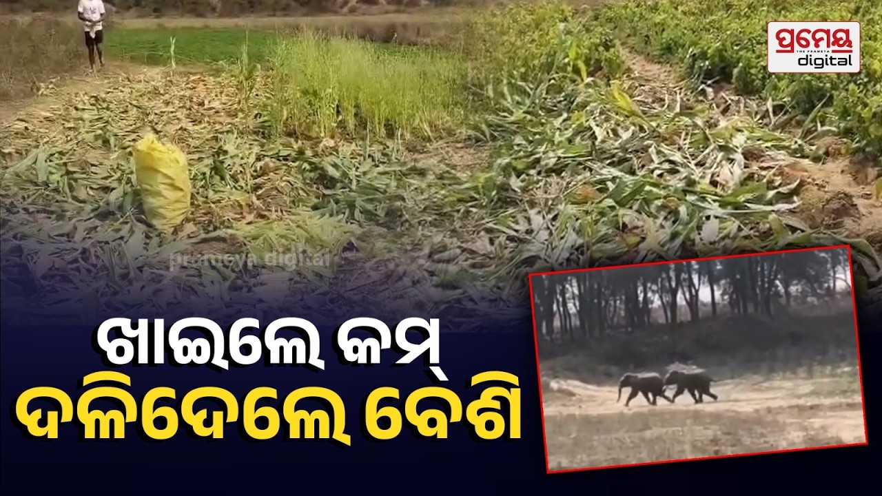 ନରସିଂହପୁରରେ ଫସଲ ନଷ୍ଟ କଲେ ହାତୀପଲ, ଚାଷୀଙ୍କ ବଢ଼ିଲା ଚିନ୍ତା | Elephant Herd Destroys Crops in Athagarh