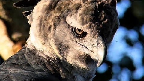 Hành Trình Sinh Tồn Kinh Ngạc Của Đại Bàng Mặt Quỷ Giữa Rừng Amazon