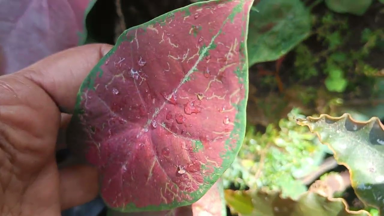 കട്ടിങ്സ് free 5 രൂപ മുതൽ 9207746484