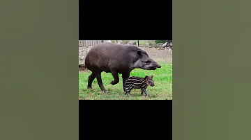 Тапир равнинный
