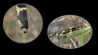 Finding Snakes in Southern California