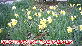 АНАПА 21.03.2021  ЭКЗОТИЧЕСКИЕ ПОДКИДЫШИ