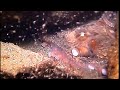 First Video of the New Year - Diving at Sund Rock in December with @Logan-Grass!