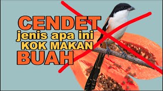 BURUNG CENDET PREDATOR KOK MAKAN BUAH..?? YANG BENER CICA MATAHARI