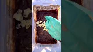 Adding random things until i make a virus Day:5 #virus #shorts #science #fun #box #mixing #viral